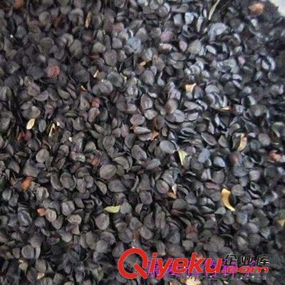 一流供应商低价销售优质五彩石竹、石菊、绣竹种子