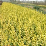 丝棉木花卉苗木及种子供应 品质与服务的完美结合