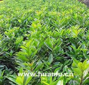 法国冬青供应与园林绿化全产业链服务