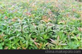 木荷种子低价促销 品质与价格的双重保障