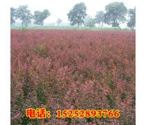 苗木花卉种子的销售与行业前景