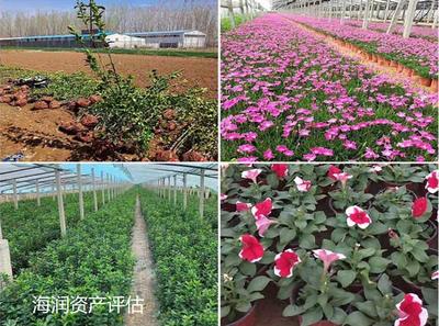 南京观赏类花卉苗圃苗木资产评估与种子销售综合服务