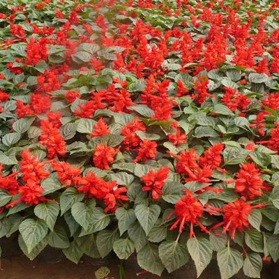 青州顺阳花卉苗木 优质鸡冠花与一串红销售指南