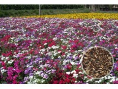 景区野花组合种子批发 花啦啦品牌在597苗木网的供应优势