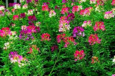 醉蝶花种子价格表 - 沐阳县绿之洲花卉苗木销售中心