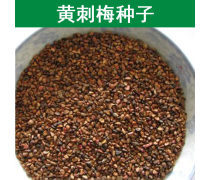 黄刺玫苗木企业信息技术咨询服务黄页